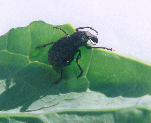 Black vine weevil